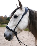 Bitless Bridle