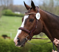 Tota Comfort Snaffles 