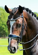 B2F Weymouth Bridles 