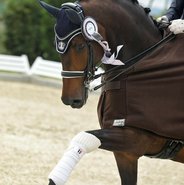 Tota Comfort Weymouth Bridles 