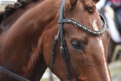 Budget - B2F Browbands