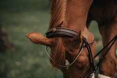 Ergonomic Bridle