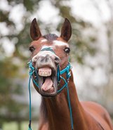 Equimero bitless bridles