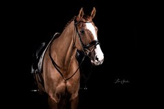 Utzon Snaffle bridles 