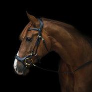 Drop noseband Bridle