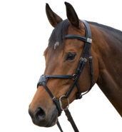 Mexican noseband bridle