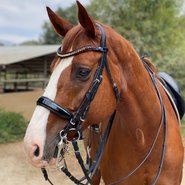 Halter Ego Weymouth bridles