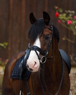 Edingburgh Black/GOLD Utzon snaffle bridle