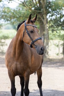 Noseband model S4 snaffle with flash B2F