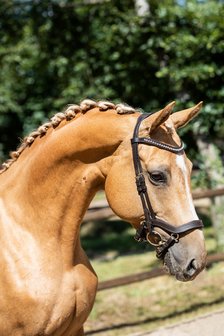 Noseband model J1 for snaffle B2F