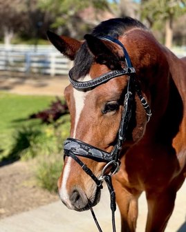 Medusa snaffle LIMITED EDITION 