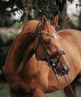 Finesse Cassidy Snaffle Brown/Gold