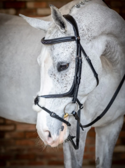 Grackle bridle Le Mieux