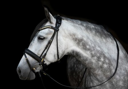 Olympic GOLD Utzon snaffle bridle