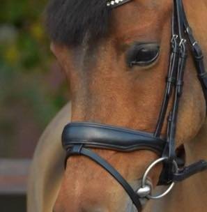 Noseband model S1 snaffle with flash strap loop B2F