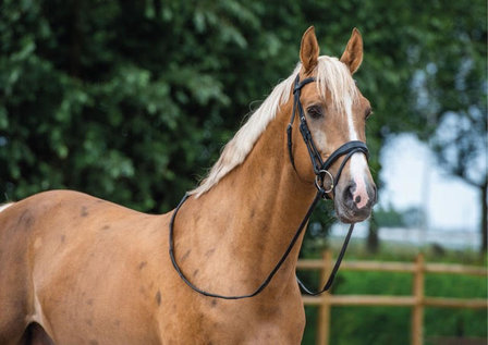 Noseband model S4 snaffle with flash B2F