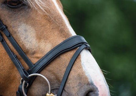 Noseband model S4 snaffle with flash B2F
