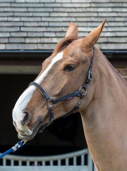 Breakaway Halter Le Mieux 