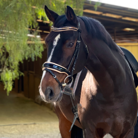 Alexandria Black Snaffle Cream padding Gold Rose piping 