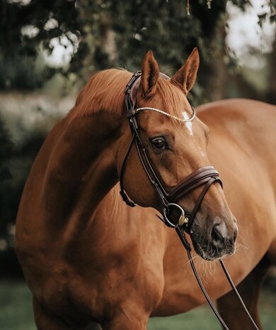 Finesse Cassidy Snaffle Brown/Gold