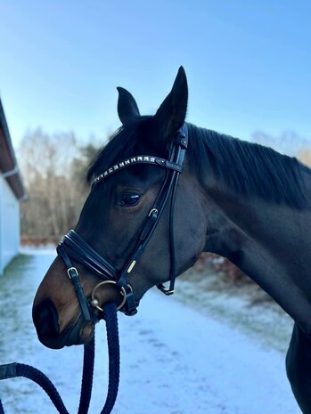 Brass Pyramid Studs Browband Utzon