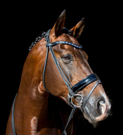 Wide Browband Star Blue & AB White 