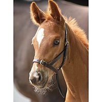 Doe jij ook een halstertje om je veulen? 