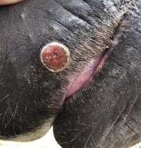 Summer Sores - Strange round marking on horse lips