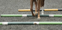 Why we advise to walk you horses a lot, and also WALK poles 
