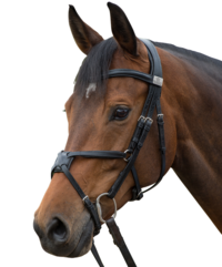 Wat onderzoek aan het licht bracht over neusriem modellen !