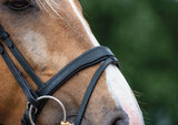 Noseband model S4 snaffle with flash B2F_