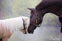 Fairfax Halters Bridle Ride Fairfax Halters Bridle Ride